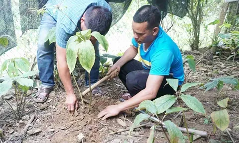 Vì sao hai đề tài khoa học tiêu tốn tiền tỷ do Công ty cổ phần VietRAP đầu tư thương mại thực hiện ở Quảng Ngãi bị điều tra?