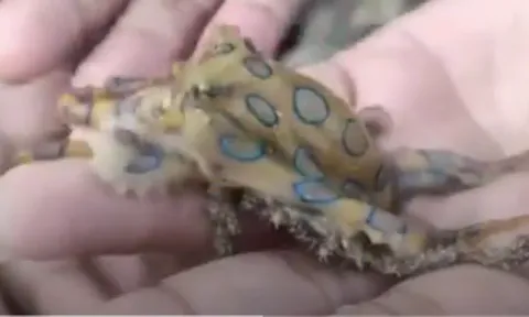 Clip: Du khách giật thót khi chơi đùa với sinh vật biển nguy hiểm nhất thế giới, mùa hè đi biển mọi người hết sức cảnh giác kẻo mất mạng