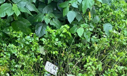 2 thanh niên tử vong trong bụi rậm: Hiện trường có gì?