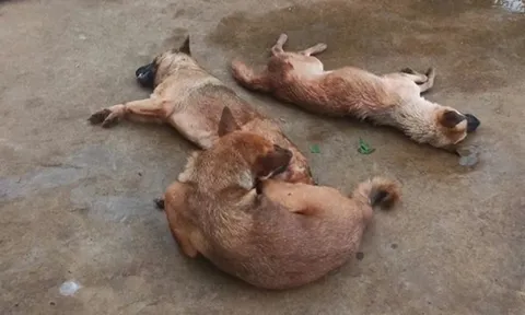 Danh tính người đàn ông dùng chất cực độc Xyanua đi trộm chó