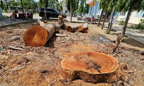 Vụ phường 'tranh thủ' cưa xà cừ trong trụ sở trước giờ sáp nhập: Chủ tịch phường mua lại một lóng gỗ lớn với giá... 1 triệu đồng
