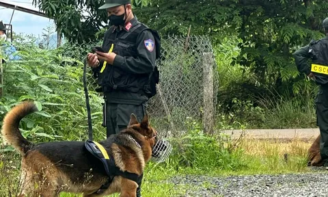 Bí mật giật mình trong vườn nhà của cặp tình nhân bị chó nghiệp vụ vạch trần