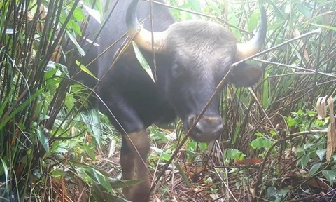 Con vật “đen sì” nằm trong sách đỏ ở Quảng Ngãi mới có gì đặc biệt?