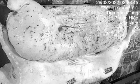 Nóng: Vụ tố cáo thịt heo bẩn của C.P Việt Nam đã có kết luận điều tra