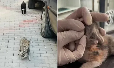 Cảnh mèo mẹ tha mèo con bị bệnh đến phòng khám thú y cầu cứu chạm đến trái tim con người