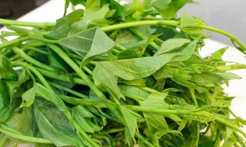 Loại rau giá vài nghìn đồng tốt chẳng kém tiên dược, là kẻ thù của ung thư, tiếc là nhiều người không biết