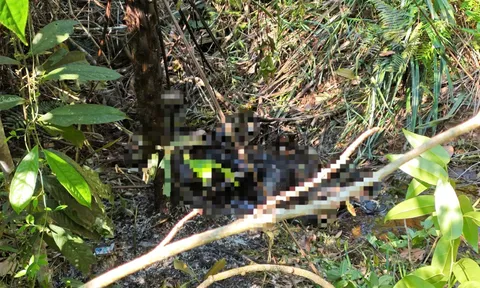 Tá hỏa phát hiện thi thể cháy đen giữa cánh đồng mía trong tư thế đau lòng: Xuất hiện nhân vật bí ẩn