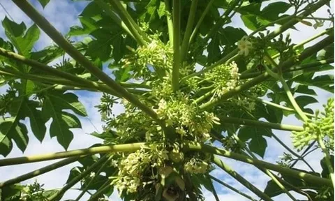 Loại quả vài nghìn đồng bán đầy chợ tốt như 'thần dược', kẻ thù của ung thư tiếc là nhiều người không biết