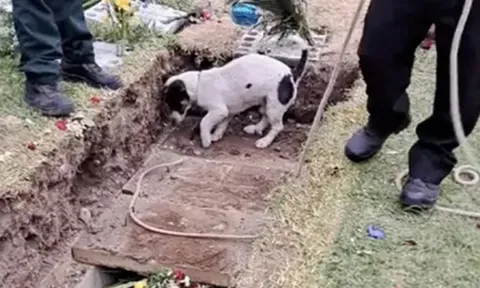 Xúc động: Chú chó theo chủ đến giây phút cuối cùng, không rời khỏi mộ khiến triệu người rơi lệ
