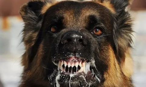 Người phụ nữ bị chó cắn trong thang máy chung cư nhập viện trong tình trạng hoảng loan