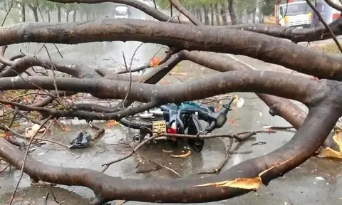 Bình Dương: 2 chị em công nhân đi làm về phòng trọ bị cây xanh ngã đè trúng, 1 người tử vong