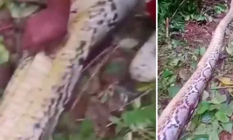 Xót xa: Con trai gào khóc phát hiện mẹ bị trăn khổng lồ nuốt sống ngay trong vườn nhà