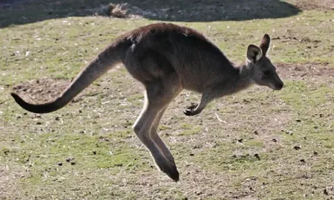 Phát hiện thi thể người đàn ông trong chuồng kangaroo, nghi do thú tấn công