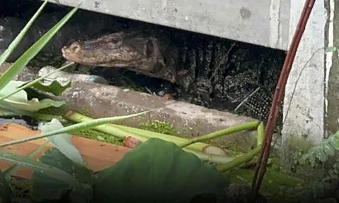 Trẻ sơ sinh bị kỳ đà tha đi ngậm trong miệng, quanh quẩn không rời dù bị xua đuổi: Người dân kể lại giây phút ám ảnh