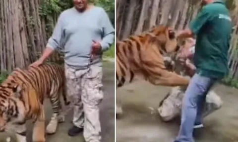 Clip hãi hùng: Du khách bị hổ điên cuồng tấn công khi chụp ảnh selfie tại khu du lịch 