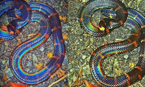 Chấn động MXH: Người đàn ông bủn rủn phát hiện rắn cuộn mình phát sáng với màu sắc rùng rợn – loài sắp tuyệt chủng