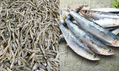 5 loại cá ra chợ thấy nên mua ngay: Giá rẻ bổ dưỡng như 'nhân sâm' của người bình dân nhiều khách không biết lại bỏ qua