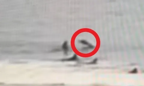 Clip hãi hùng: Khoảnh khắc cá mập nhảy lên 'húc văng' người lướt sóng giữa biển