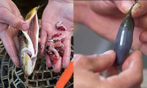 2 bộ phận cực độc của cá mà nhiều người thích ăn, trở thành món khoái khẩu