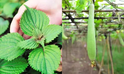 5 loại rau giá rẻ, dư lượng thuốc trừ sâu gần như bằng 0, người lớn trẻ nhỏ đều yên tâm ăn, tiếc là ít ai biết