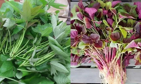 2 loại rau giá vài nghìn đầy chợ hóa ra tốt hơn 'nhâm sâm tổ yến', kẻ thù của ung thư, tiếc nhiều người hay bỏ qua