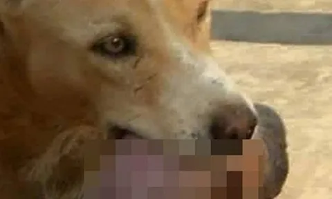 Phát hiện chó hoang ngậm 1 phần thi thể trẻ sơ sinh trong khuôn viên bệnh viện: Bác sĩ tiết lộ tình tiết quan trọng