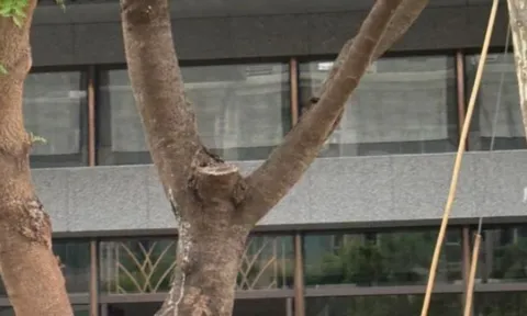 Nữ sinh 13 tuổi không đến trường, gia đình lo lắng đi tìm thì phát hiện tử vong trên ban công chung cư