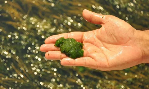 Kiểm soát 'mối nguy gắn liền với loài' đối với nhuyễn thể 2 mảnh vỏ, dùng làm thực phẩm