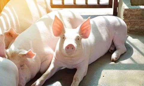 1 bộ phận của con lợn nhiều người tưởng bổ hay mua về ăn hóa ra là 'sát thủ thầm lặng' gây họa khôn lường cho sức khỏe