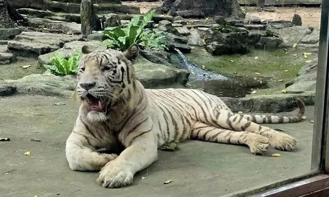 Hổ trắng Ngộ Không qua đời vì bệnh, Thảo Cầm Viên Sài Gòn nói tạm biệt trong tiếc nuối