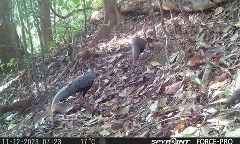 Loạt động vật quý hiếm có tên trong Sách đỏ "tái xuất" giữa đại ngàn Chư Mom Ray có gì đặc biệt?