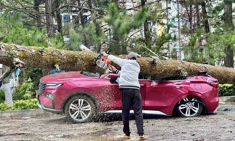 Đà Lạt: Ô tô của du khách bị cây đè trúng, bẹp dúm trong cơn mưa dông lớn
