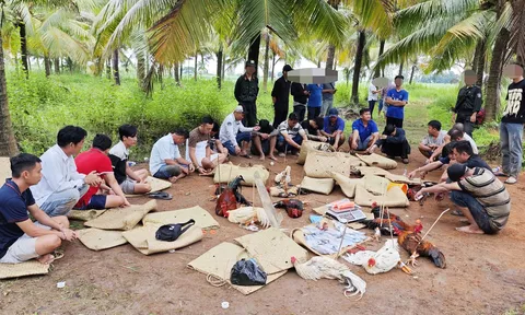 Đột kích trường gà sát phạt hơn 1,6 tỉ đồng ở Cần Thơ, hiện trường có nhiều điều bất ngờ