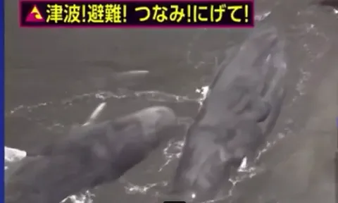 Clip: Kinh hoàng cảnh nhiều con cá voi khổng lồ bị sóng thật đánh dạt vào bờ biển, nằm bất động, có nơi sóng thần cao 50-60cm