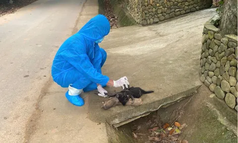 Chó dại thả rông cắn 5 người liên tiếp, trong đó có 3 trẻ em: Sức khỏe hiện tại thế nào?