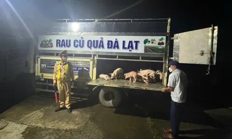 Xe tải chở gần 100 con lợn nhiễm dịch tả châu Phi đi tiêu thụ: Tài xế khai nguồn gốc lợn ở đâu?