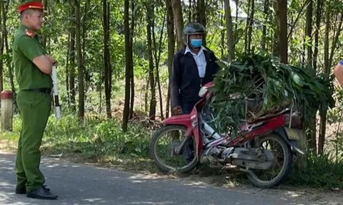 Chở lợn bệnh từ đồng bằng lên miền núi tiêu thụ, phương pháp ngụy trang hết hồn