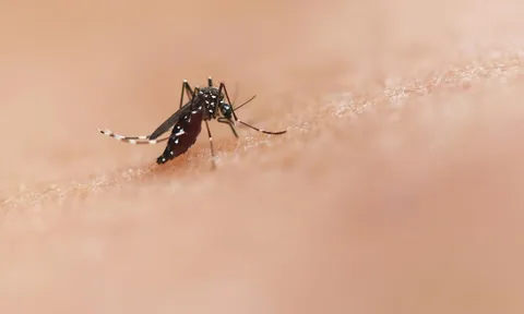 Bộ Y tế cảnh báo về nguy cơ dịch bệnh Chikungunya xâm nhập Việt Nam