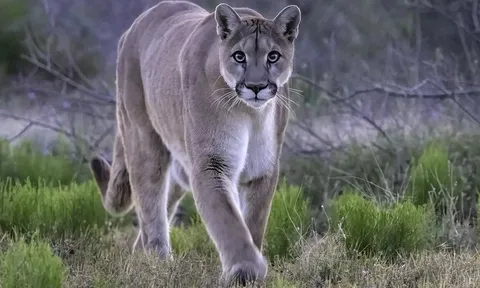 Sư tử núi tấn công bé gái 11 tuổi khi đang cho gà ăn, đau lòng sự việc diễn ra trong vài phút với nhiều vết cắn