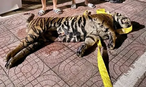 Xác hổ nặng 200kg được giấu trong khoang bí mật trên nóc xe khách từ Lào về Hà Tĩnh: Ai điều khiển xe khách?
