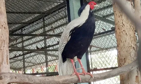 Số phận chú gà lôi trắng "đi lạc" ở TP.HCM hé lộ "thân phận thật": Nghi vấn về người nuôi
