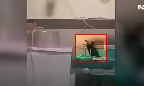 Đau nhói lòng: 2 bé sơ sinh tử vong tại bệnh viện vì bị chuột cắn, camera ghi lại giây phút con chuột thản nhiên làm điều tồi tệ gây phẫn nộ