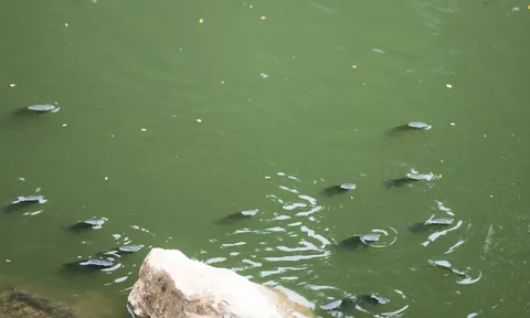 Cá bơi tung tăng từng đàn trên sông Tô Lịch, người dân hồ hởi làm ngay điều này sau nhiều năm chưa bao giờ thấy
