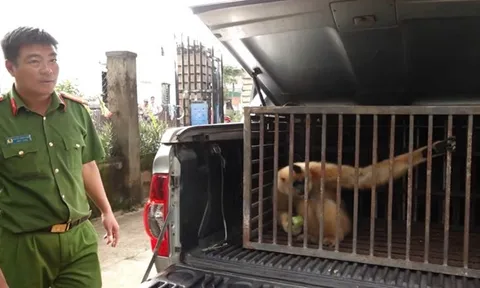 Bắt được một cá thể vượn má vàng quý hiếm nằm trong sách đỏ, hai vợ chồng có hành động rất đáng khen