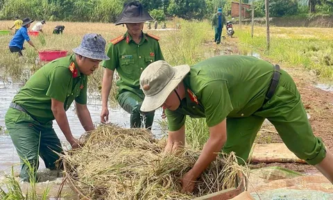 Hàng chục cán bộ, chiến sĩ công an cùng đoàn viên thanh niên xuống đồng gặt lúa giúp dân