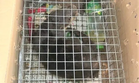 Vận chuyển trái phép một cá thể rái cá vuốt bé từ Quảng Ngãi ra phía Bắc tiêu thụ, người phụ nữ bị khởi tố