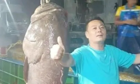 Cận cảnh con cá mú khủng dài tới 1,8m nặng 125kg: 9 người dồn sức mới đưa được lên thuyền