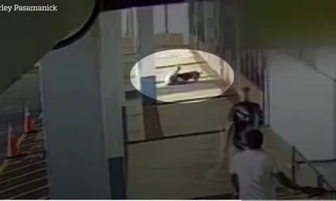 Khoảnh khắc cụ bà 68 tuổi bị chó Pitbull tấn công liền cắn lại chó khiến ai cũng thót tim