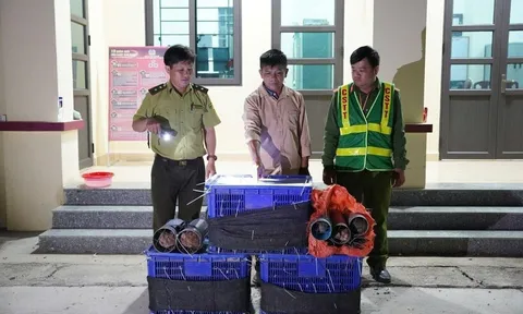 Bắt Hà Ngọc Quỳnh vận chuyển khướu và dúi