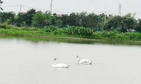 Đôi thiên nga trắng muốt chỉ xuất hiện vào ban ngày ở hồ nước Trúc Ổ, Bắc Ninh: Người dân địa phương nói gì?